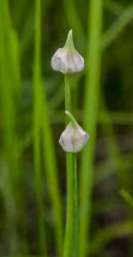 Wild garlic(Allium canadense)