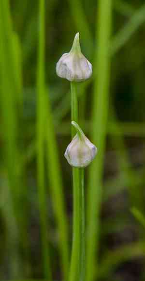 Wild garlic(Allium canadense)