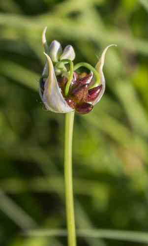 Wild garlic(Allium canadense)