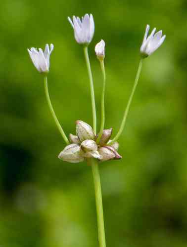 Wild garlic(Allium canadense)