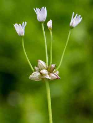 Wild garlic(Allium canadense)