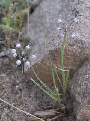 Nodding onion(Allium cernuum)