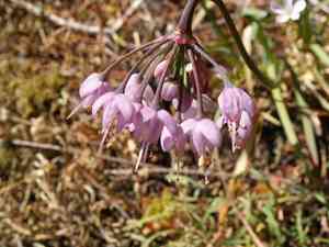 Nodding onion(Allium cernuum)