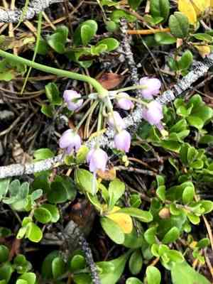 Nodding onion(Allium cernuum)