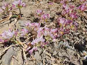 Olympic onion(Allium crenulatum)