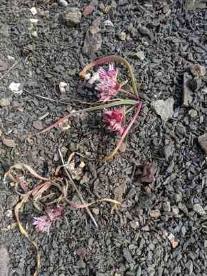 Olympic onion(Allium crenulatum)