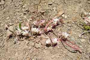 Olympic onion(Allium crenulatum)