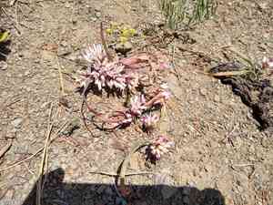Olympic onion(Allium crenulatum)