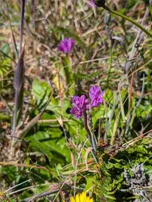 Coastal onion(Allium dichlamydeum)