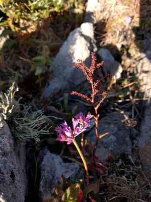 Coastal onion(Allium dichlamydeum)