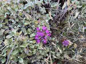 Coastal onion(Allium dichlamydeum)