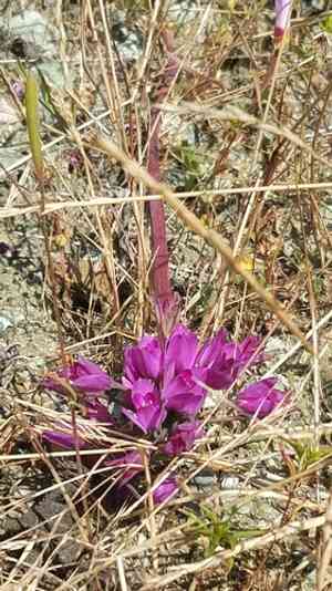 Coastal onion(Allium dichlamydeum)