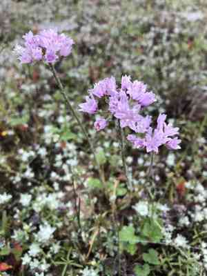 Drummond's Onion(Allium drummondii)