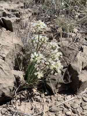 Drummond's Onion(Allium drummondii)