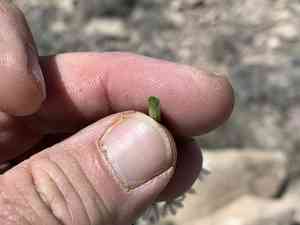 Drummond's Onion(Allium drummondii)