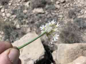 Drummond's Onion(Allium drummondii)