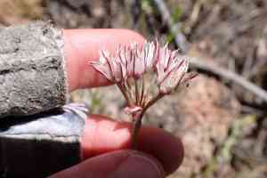 Redskin onion(Allium haematochiton)