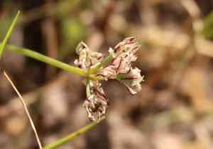 Redskin onion(Allium haematochiton)