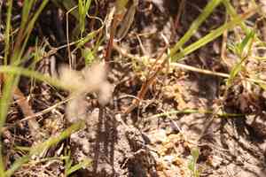 Redskin onion(Allium haematochiton)