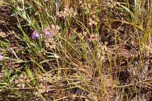 Redskin onion(Allium haematochiton)