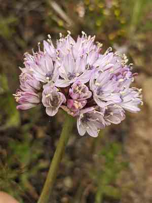 Howell's onion(Allium howellii)