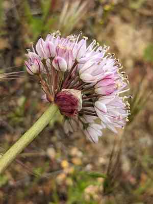 Howell's onion(Allium howellii)