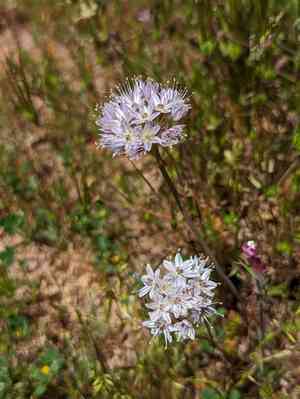 Howell's onion(Allium howellii)