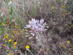 Howell's onion(Allium howellii)