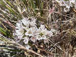 Pitted onion(Allium lacunosum)