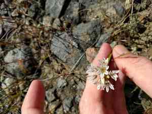 Pitted onion(Allium lacunosum)