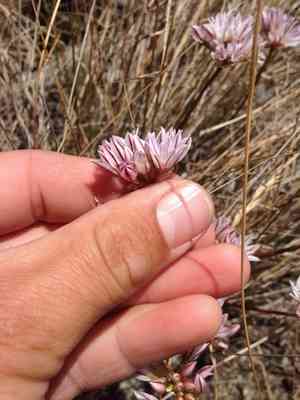 Pitted onion(Allium lacunosum)