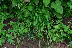 Long-stamen chive(Allium macrostemon)