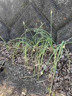 Long-stamen chive(Allium macrostemon)