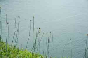 Long-stamen chive(Allium macrostemon)