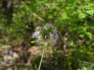 Long-stamen chive(Allium macrostemon)