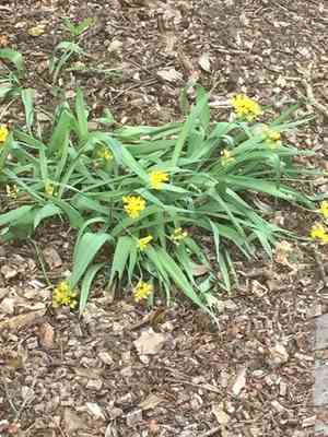 Lily leek(Allium moly)