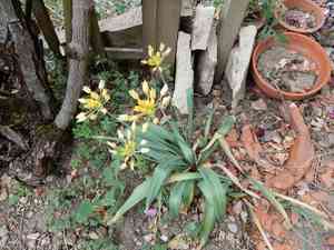 Lily leek(Allium moly)