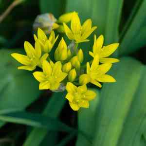 Lily leek(Allium moly)