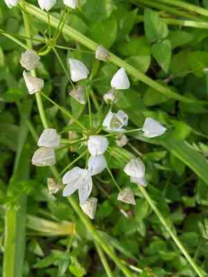 Naples garlic(Allium neapolitanum)