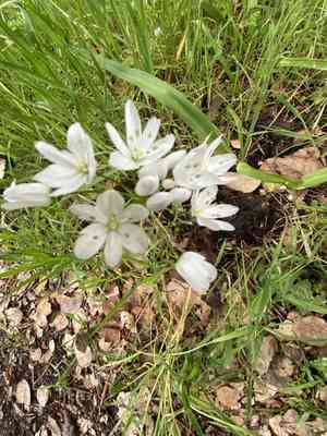 Naples garlic(Allium neapolitanum)