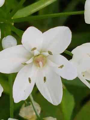 Naples garlic(Allium neapolitanum)