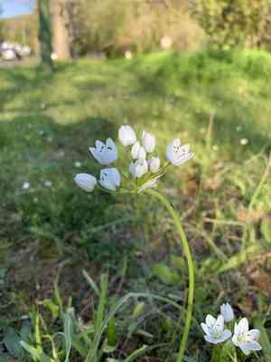 Naples garlic(Allium neapolitanum)