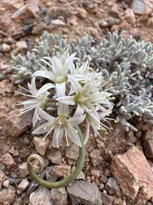 Nevada onion(Allium nevadense)