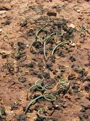 Nevada onion(Allium nevadense)