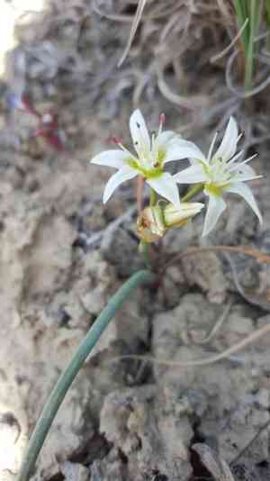 Nevada onion(Allium nevadense)