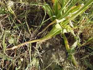 Black garlic(Allium nigrum)