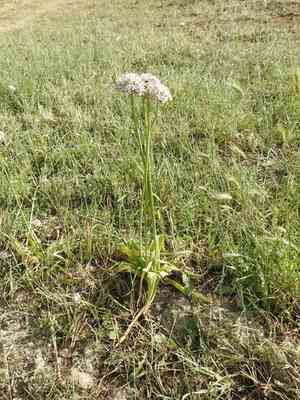 Black garlic(Allium nigrum)