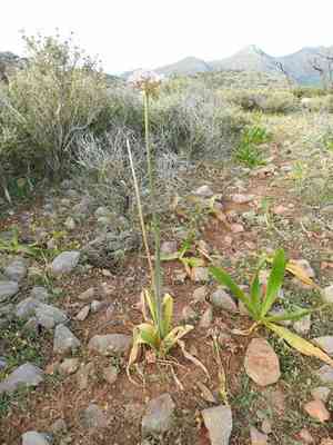 Black garlic(Allium nigrum)