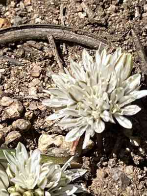 Red sierra onion(Allium obtusum)