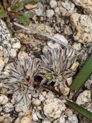 Red sierra onion(Allium obtusum)